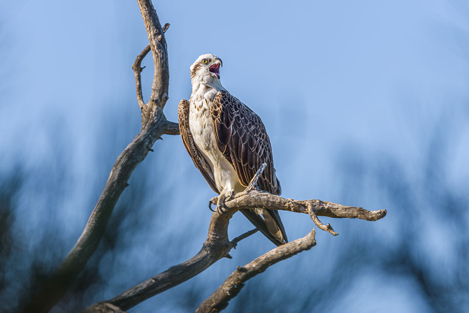 DBP__201612_osprey_010.jpg