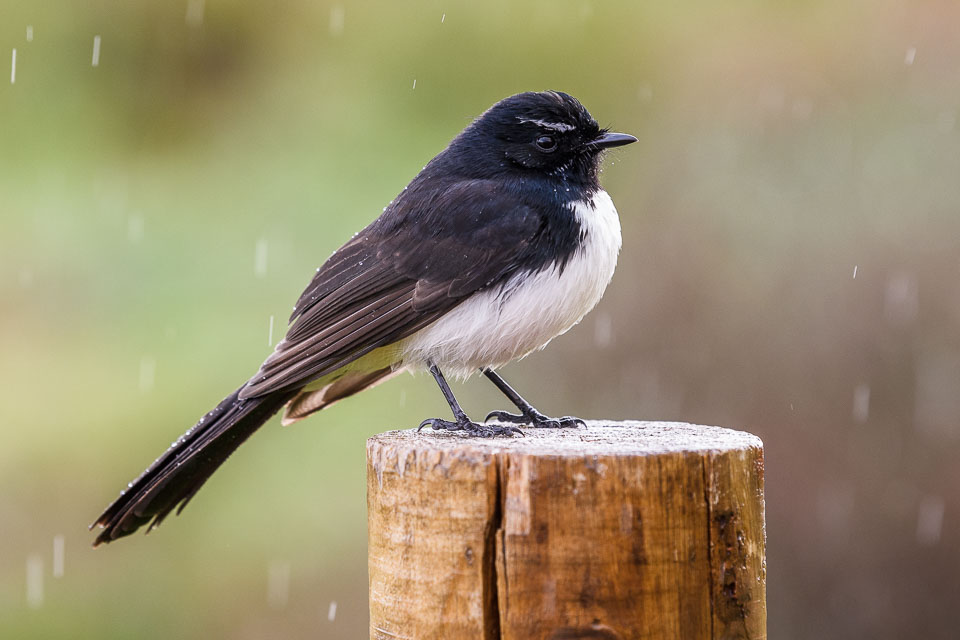 DBP__201707_willywagtail_006.jpg