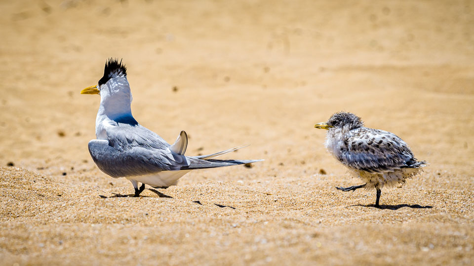 DBP__201712__crestedtern-chick_004.jpg