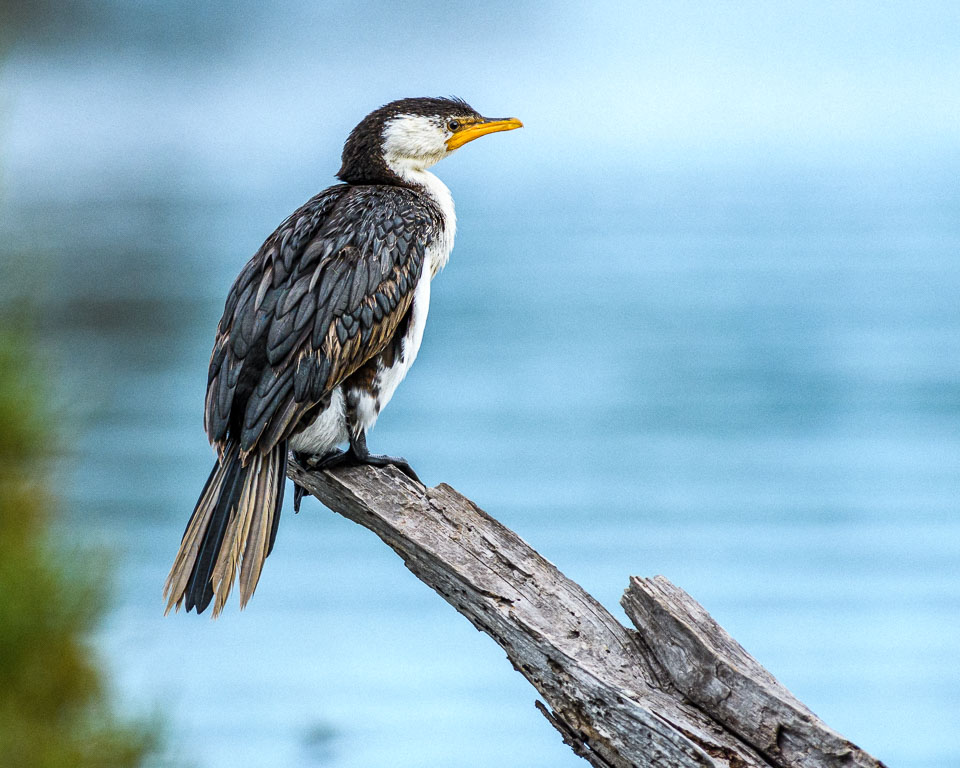 DBP__201906_littlepiedcormorant_010.jpg