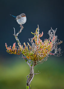 DBP__202106_splendidfairywren_007.jpg